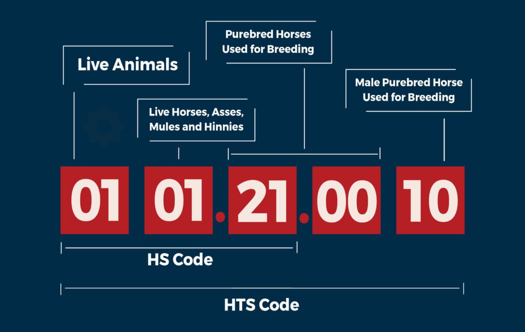 HS Codes for Import From China: A Buyer’s Guide for Alibaba and 1688 Imports 3 hts vs hs code infographic 1024x647 2